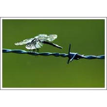 Electro-Galvanized Barbed Wire